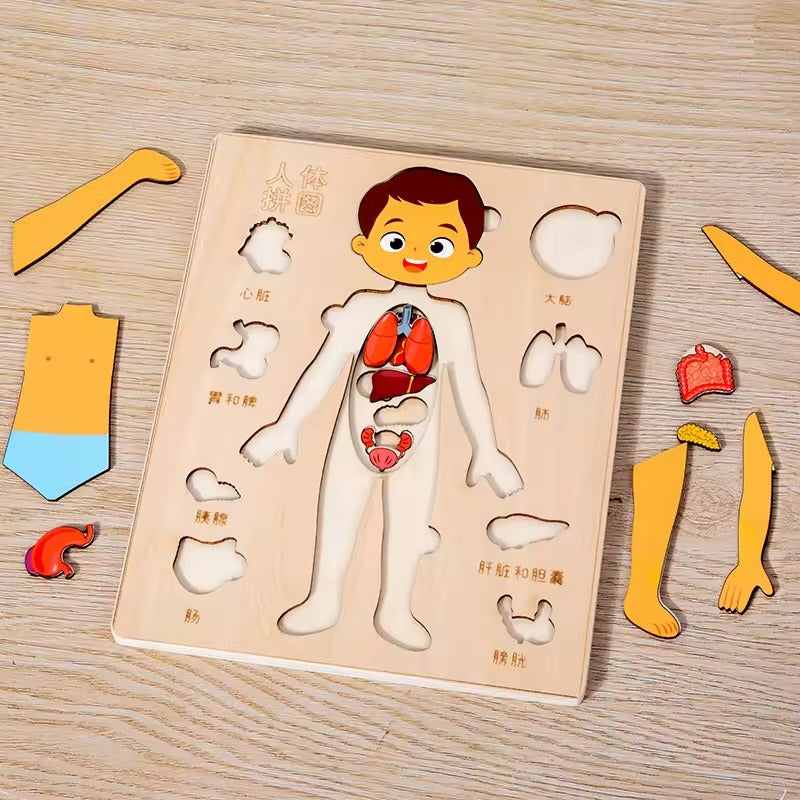 Montessori Teaching /Learning Body Parts - Set of two (1 Boy 1 Girl)