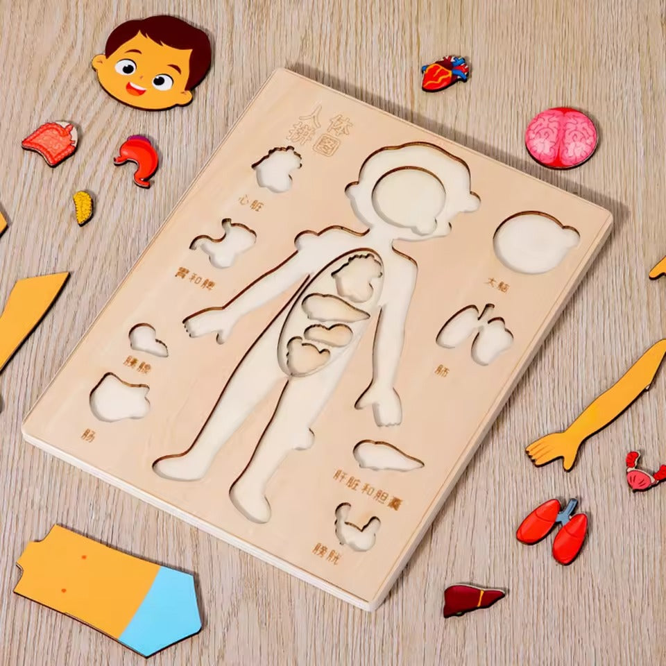 Montessori Teaching /Learning Body Parts - Set of two (1 Boy 1 Girl)